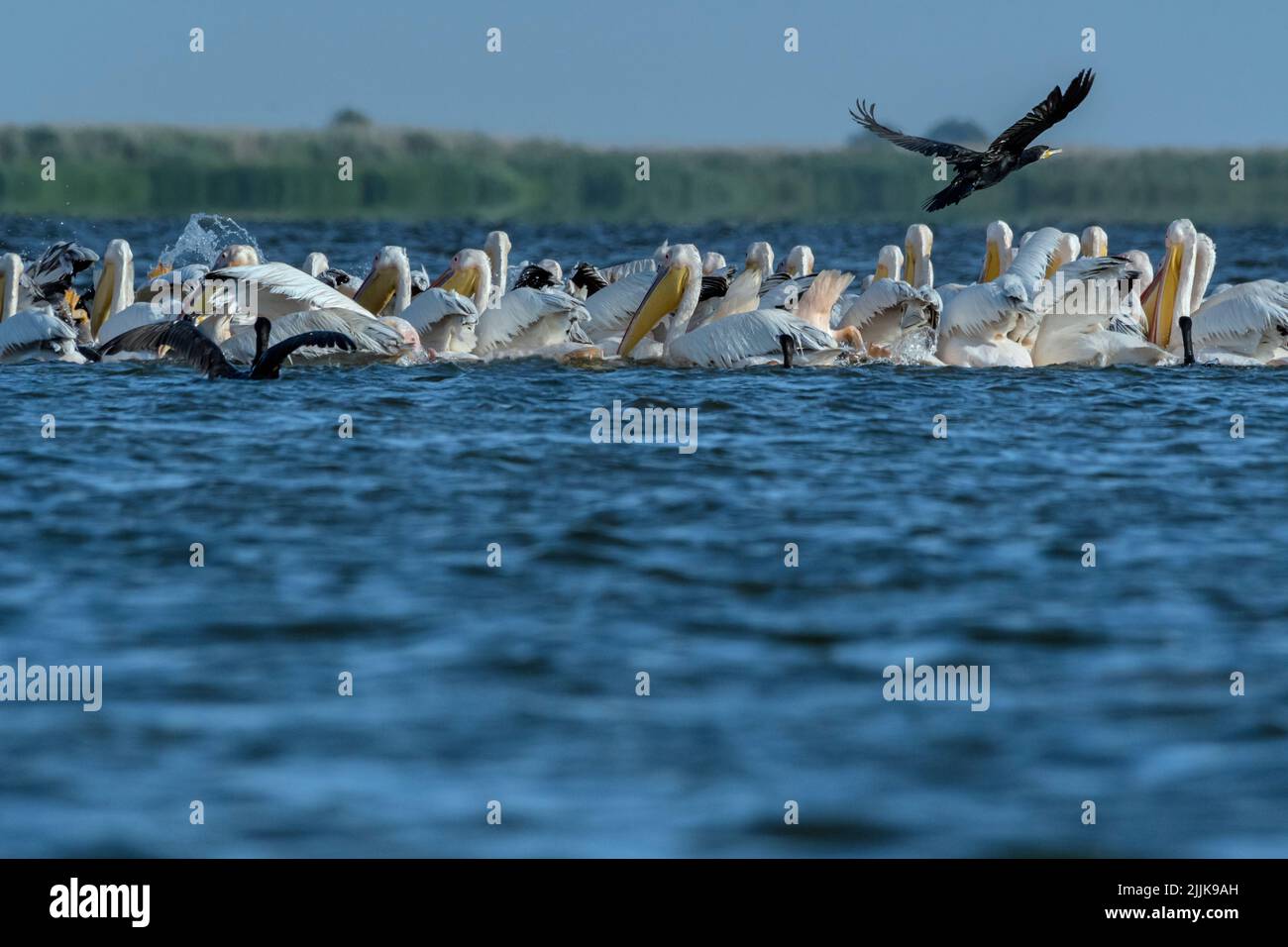 Pellicano (Pelecanus onocrotalus), White Pelican. Cormorano (Phalacrocorax carbo), Cormorant. Romania Stock Photo
