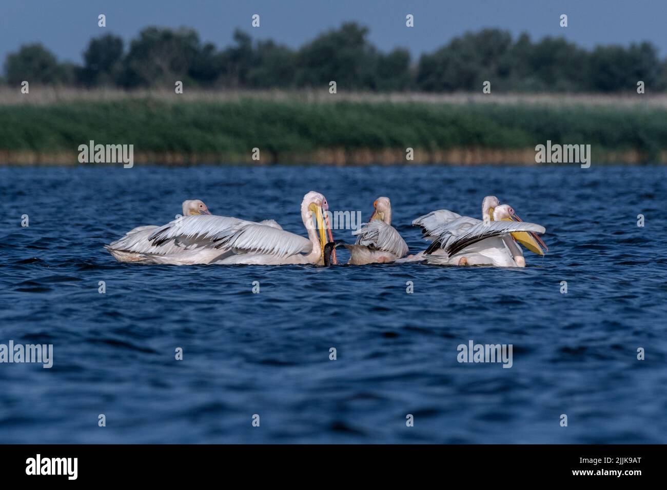 Pelicans (Pelecanus onocrotalus). Romania Stock Photo