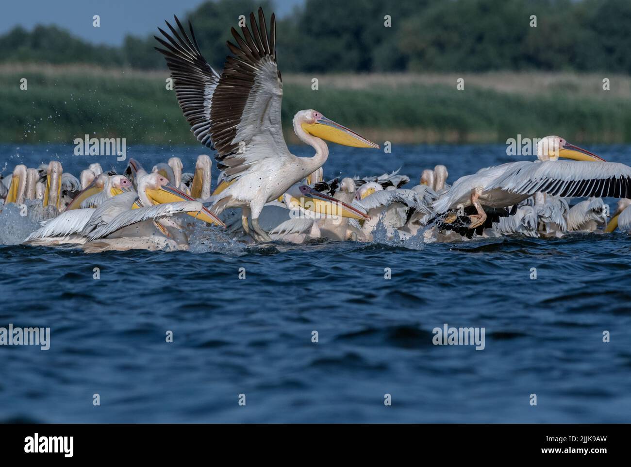Pelicans (Pelecanus onocrotalus). Romania Stock Photo