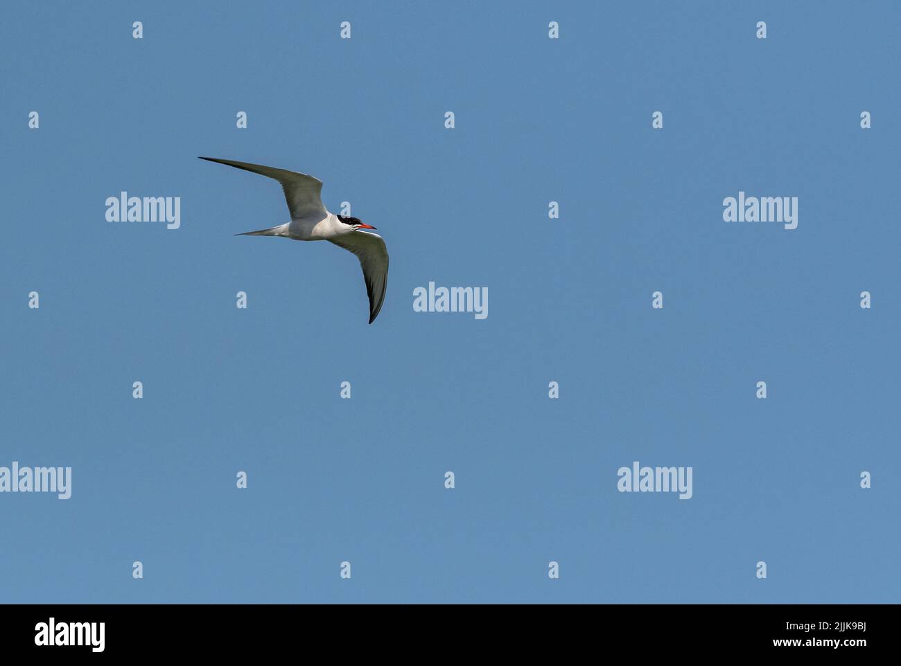 Common Tern (Sterna hirundo). Romania Stock Photo