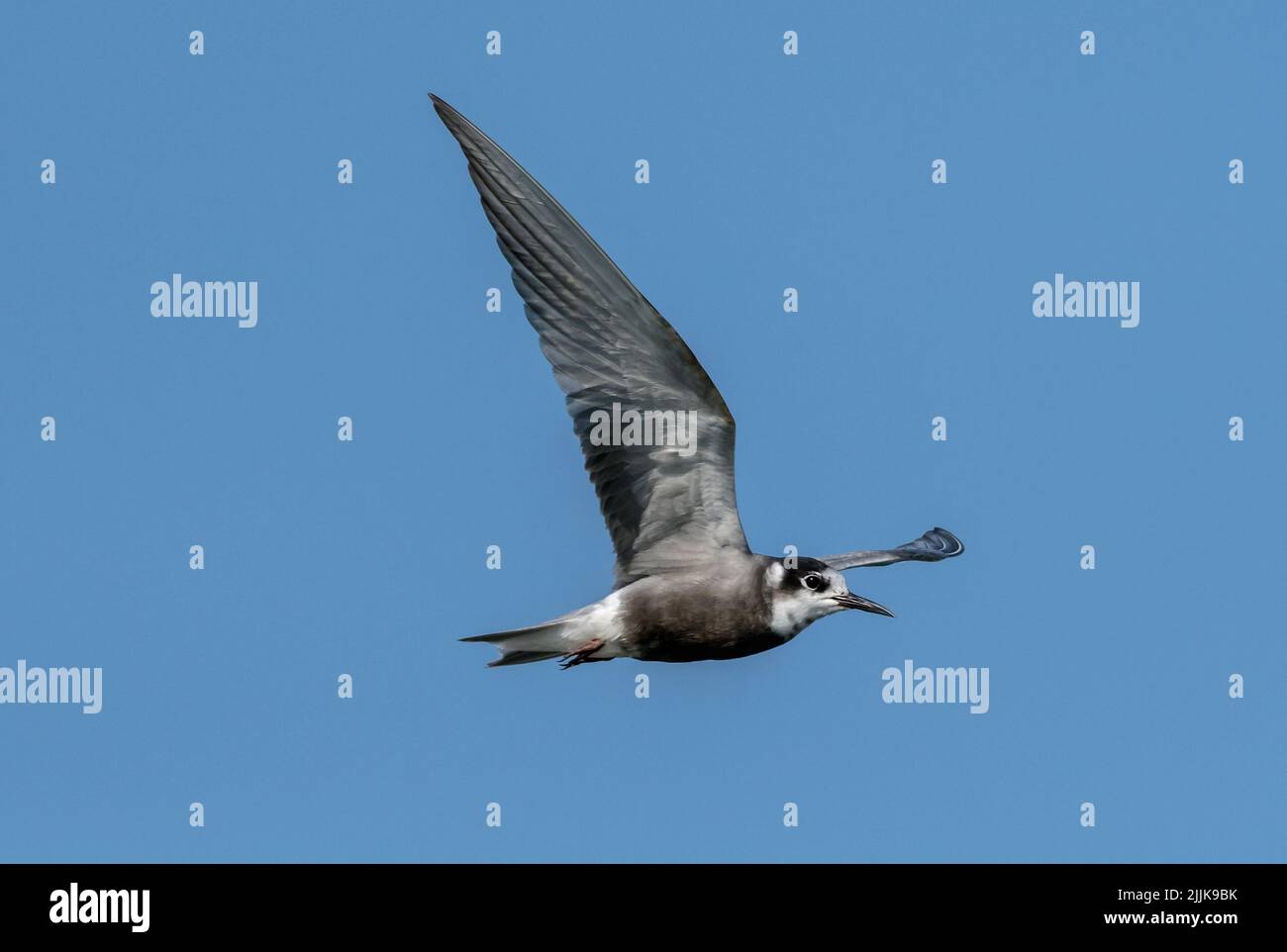 Common Tern (Sterna hirundo). Romania Stock Photo