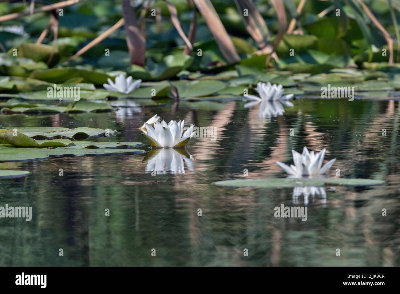 Ninfea (Nymphaea alba), Water lily. Romania Stock Photo