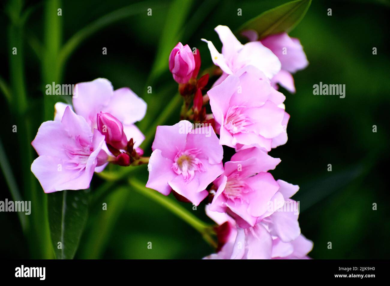 A macro view of pink Nerium oleander flowers in the garden Stock Photo
