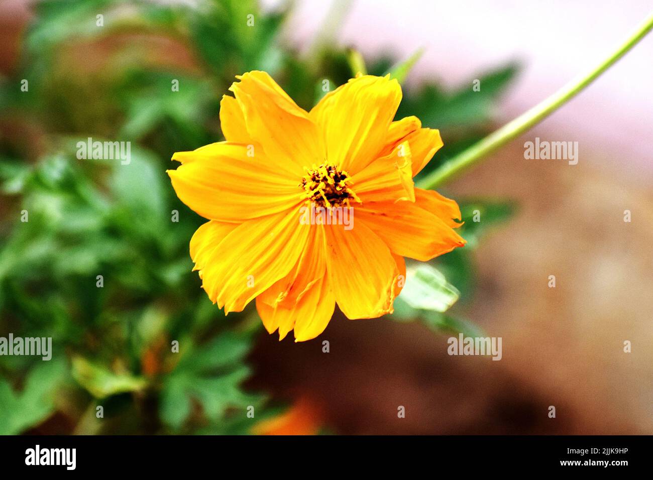 Cosmos flowers in a vase hires stock photography and images Alamy