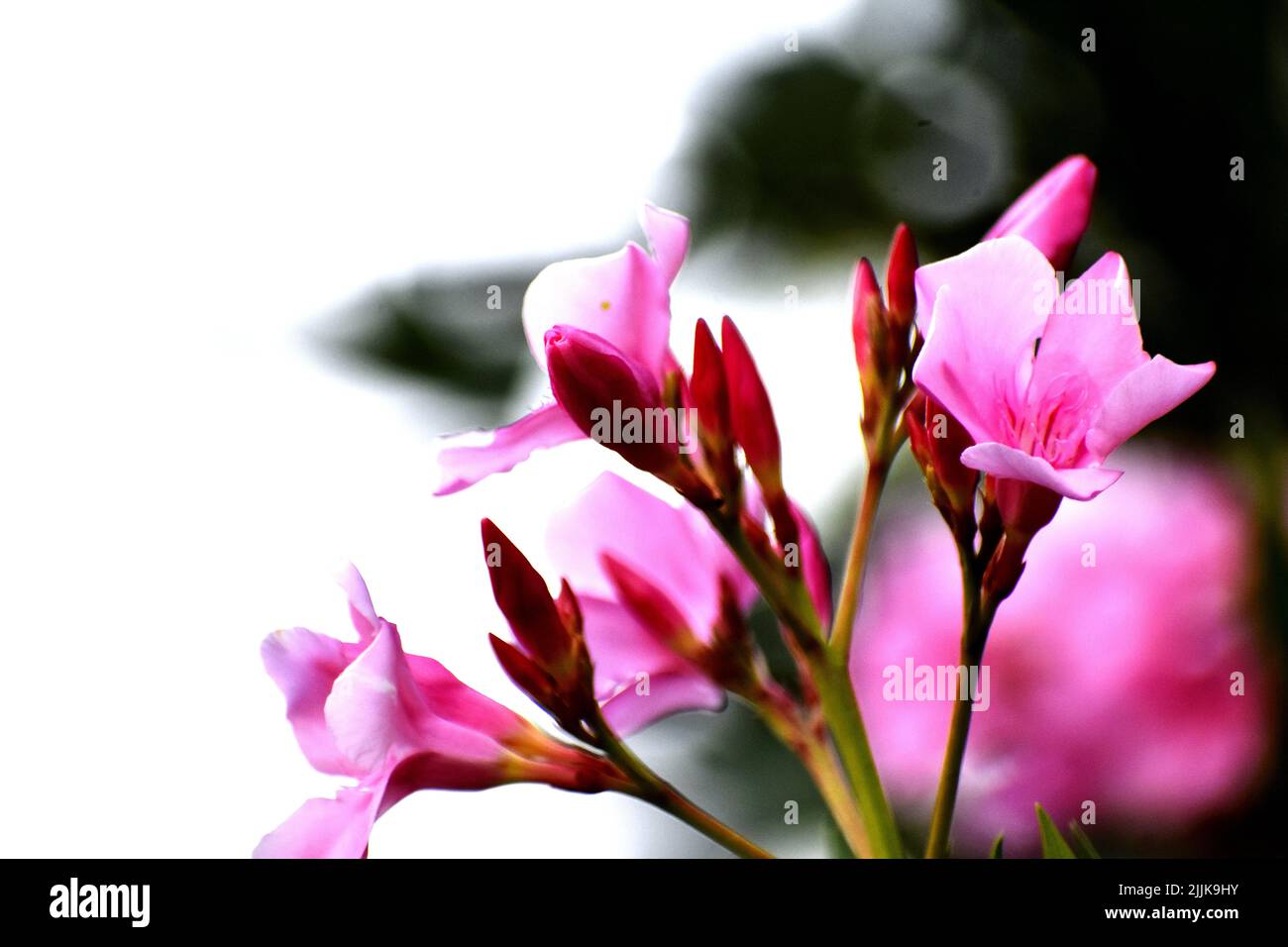 A closeup of beautiful pink flowers against the blurry background Stock Photo