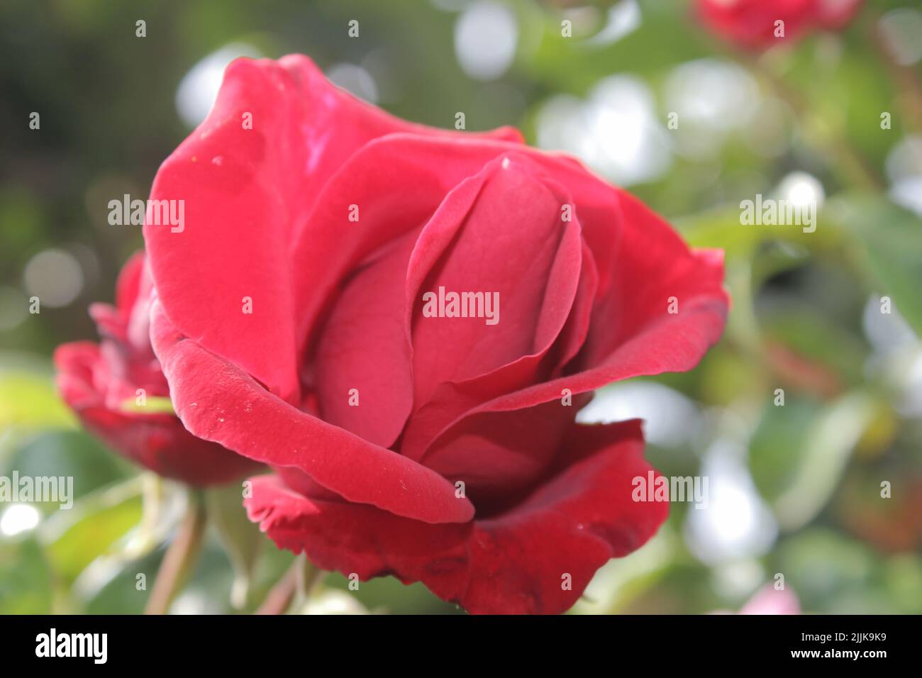 Summer blossoms in close-up. Red Roses in the garden. Red flower petals. Green Background. Lush Foliage. Bushy tree. Symbolic of flowers. Love. Stock Photo