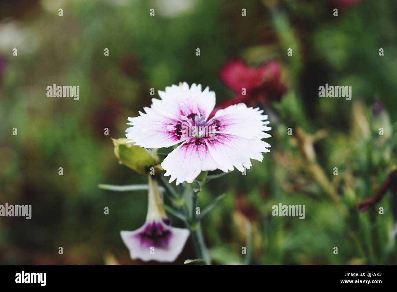 A closeup of a China pink flower (Dianthus chinensis) in the garden Stock Photo