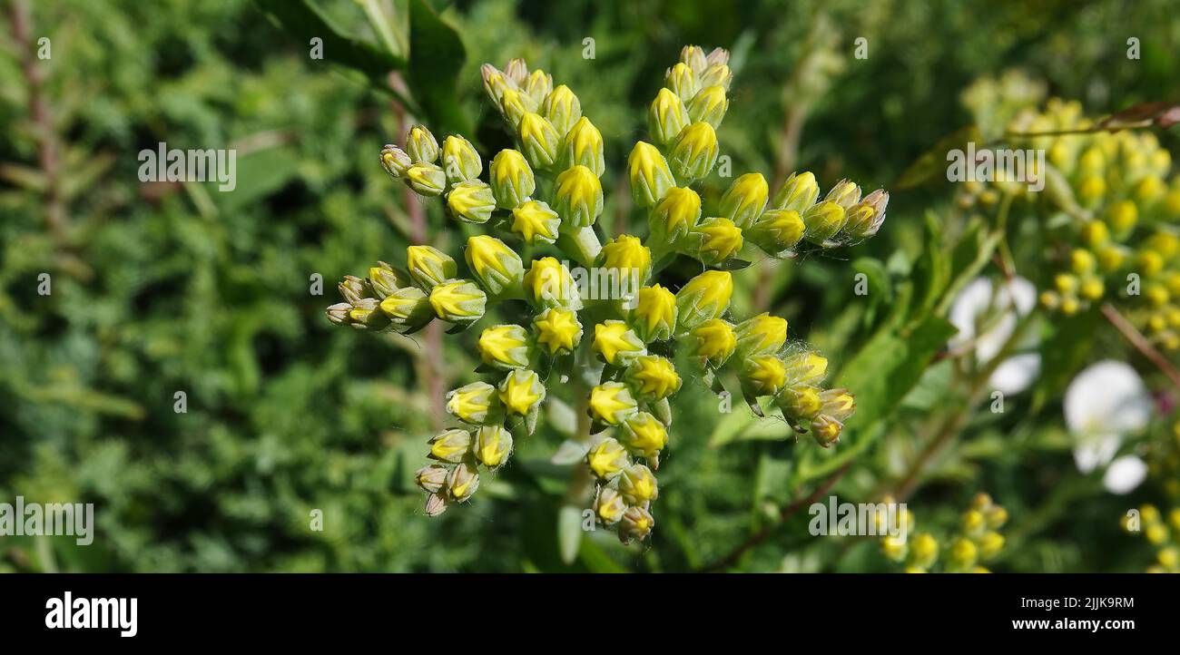 Flower Stonecrop Rocky or Sedum is a herbaceous plant, Crassulaceae family Stock Photo