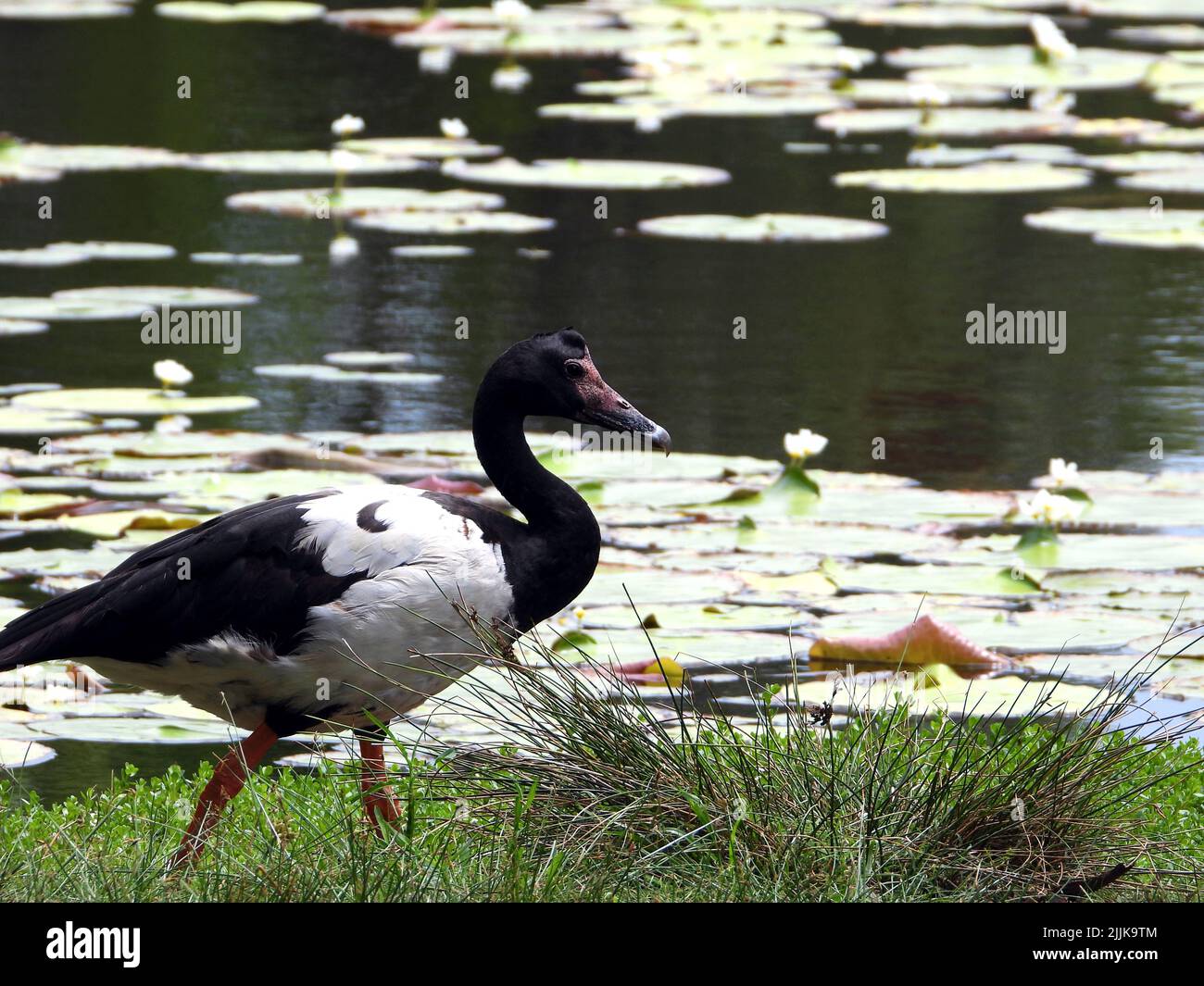 A side view of a magpie goose wandering on the lakeshore Stock Photo ...