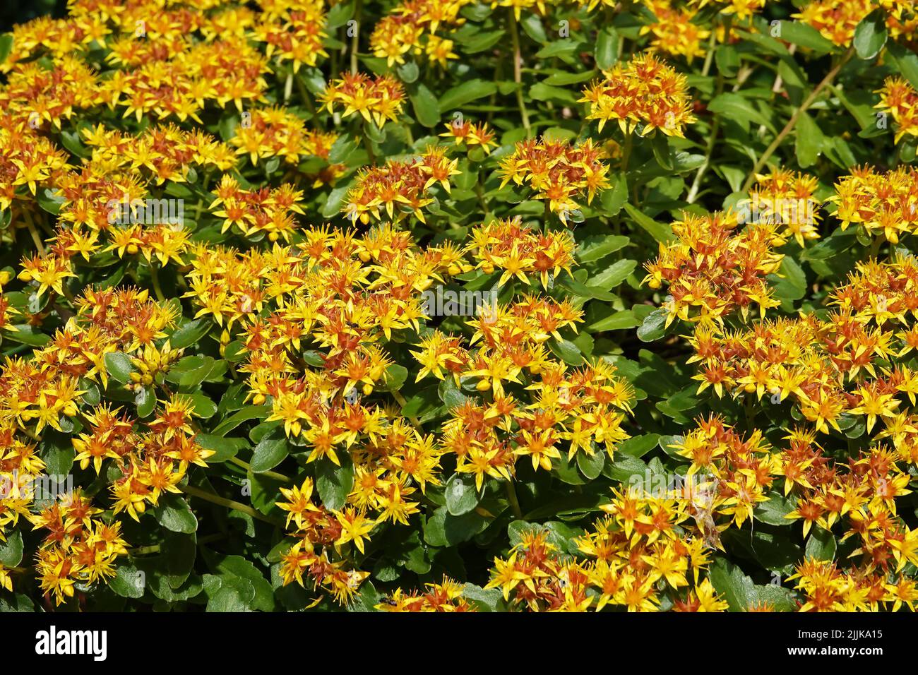 Flower Stonecrop Kamchatsky or Sedum is a herbaceous plant, Crassulaceae family Stock Photo