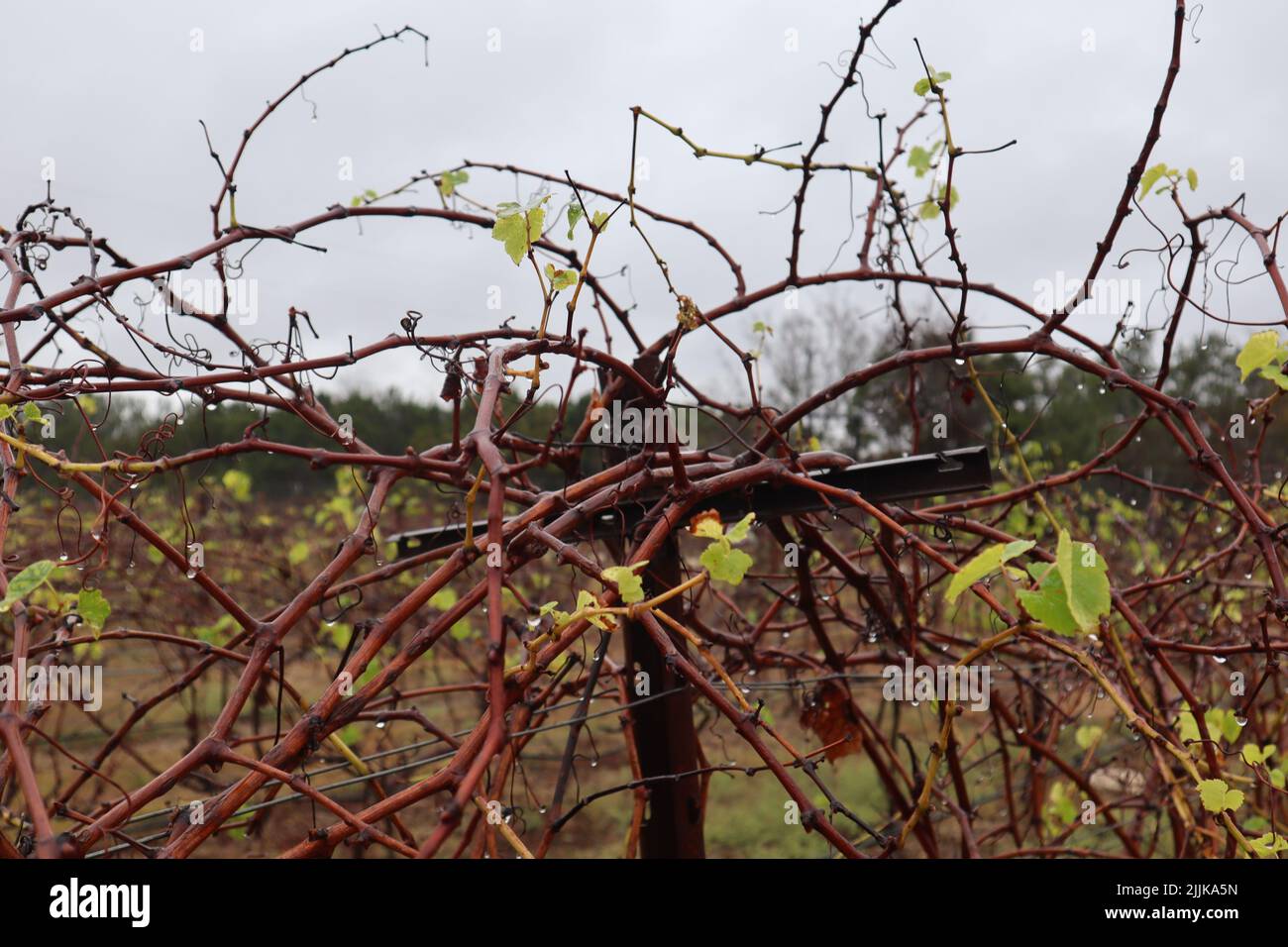A view of vineyards with budding leaves in Texas Hill Country with dense thin branches on foreground Stock Photo