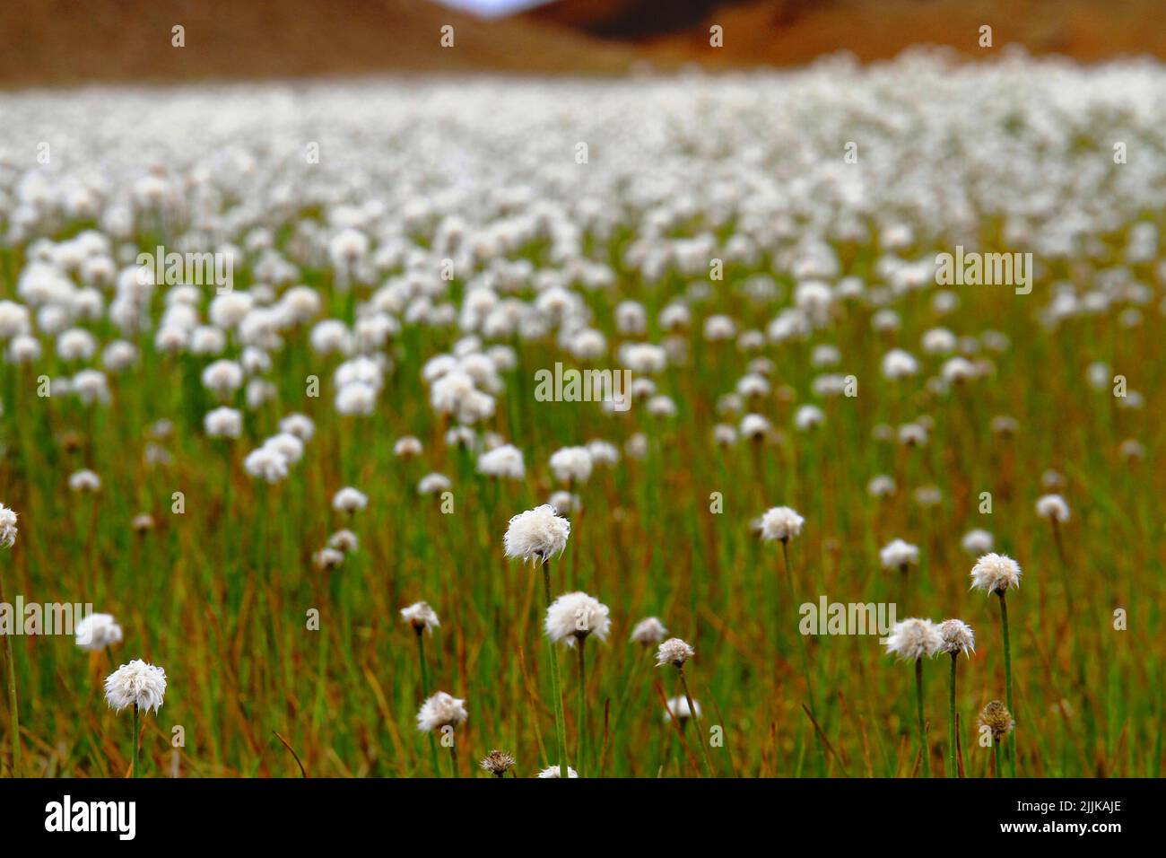 A beautiful view of a field of Eriophorum vaginatum blossom flowers with grass land Stock Photo