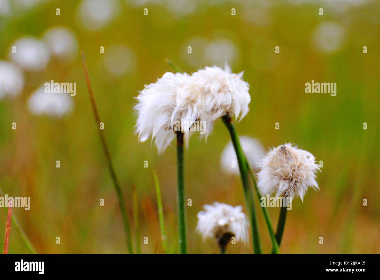 A selective focus shot of Eriophorum vaginatum blossom flowers with blurred field i the background Stock Photo