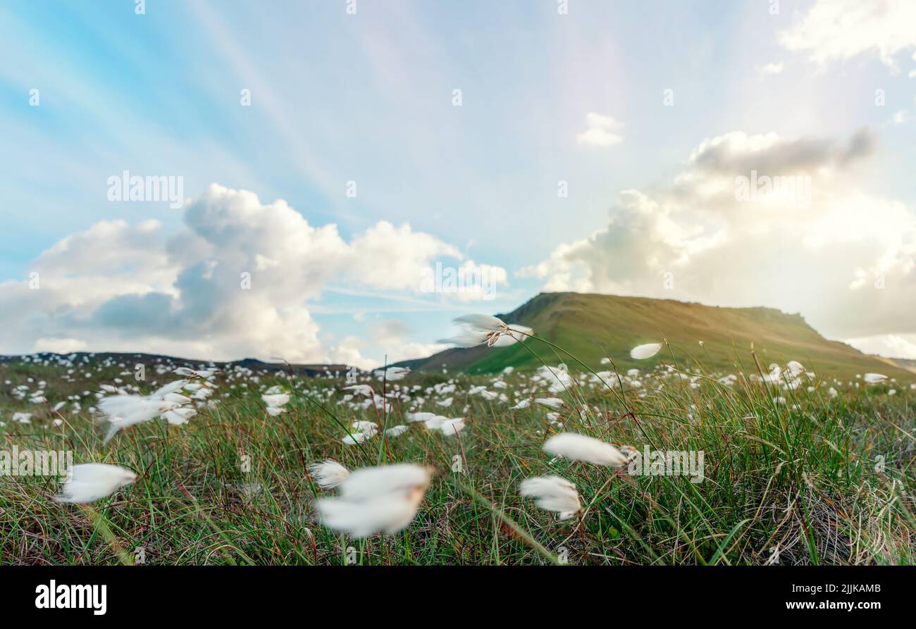 a cotton grass flower in sunlight  in Peak District Stock Photo