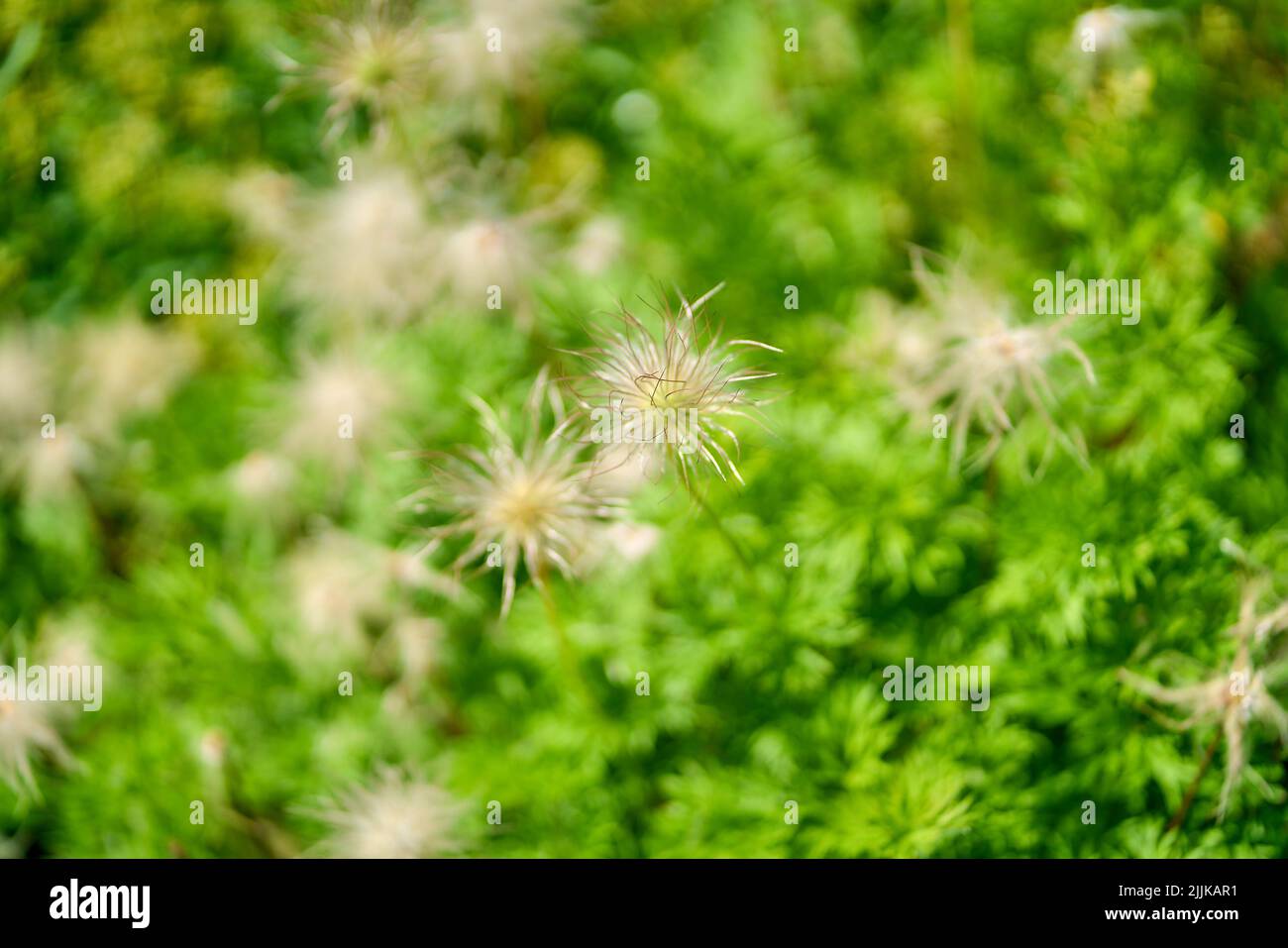 A shallow focus shot of blossom Pulsatilla alpina flowers with a garden blurred background Stock Photo