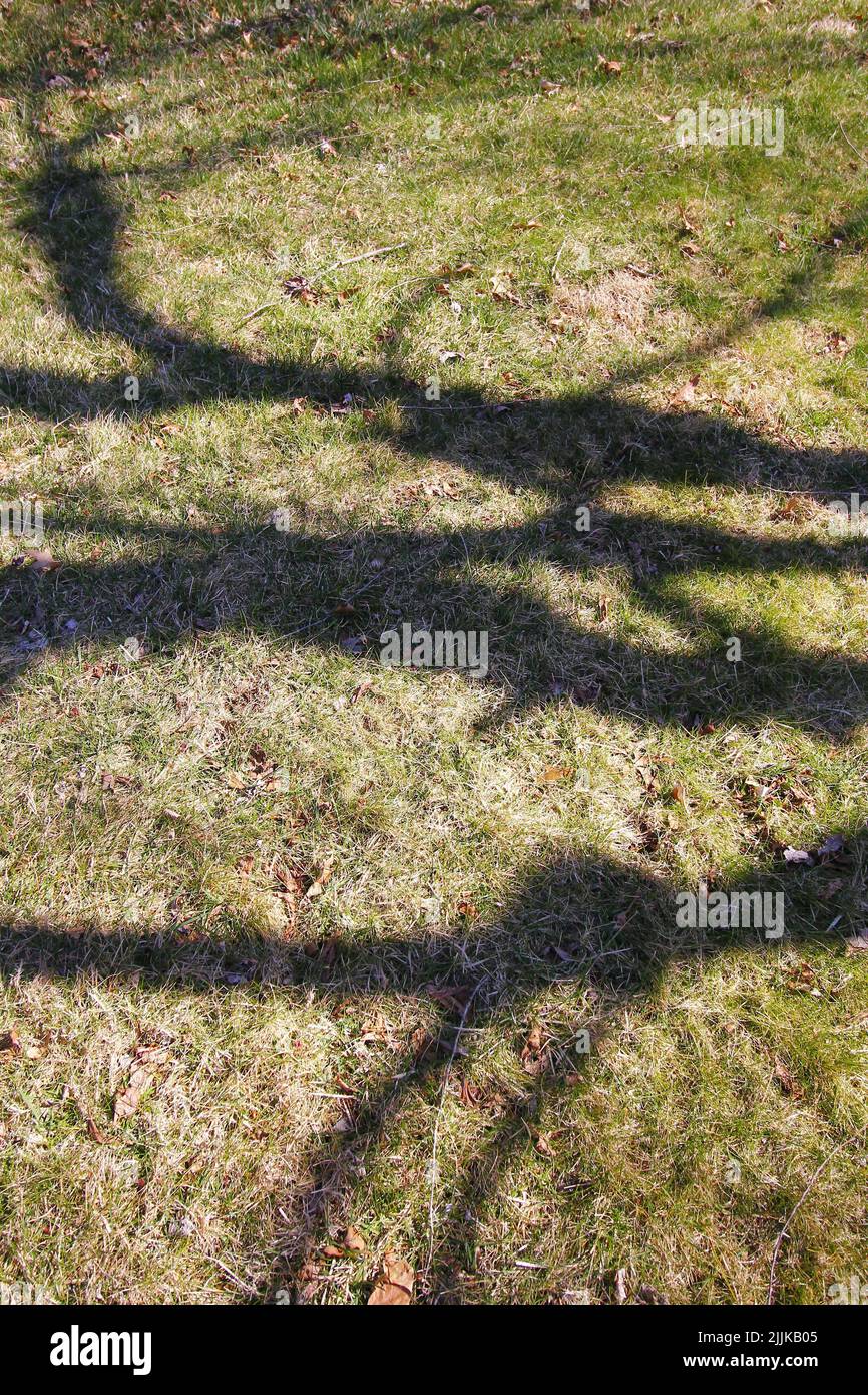 A vertical shot of tree shadows and silhouettes on grass with dry fallen autumn leaves Stock Photo