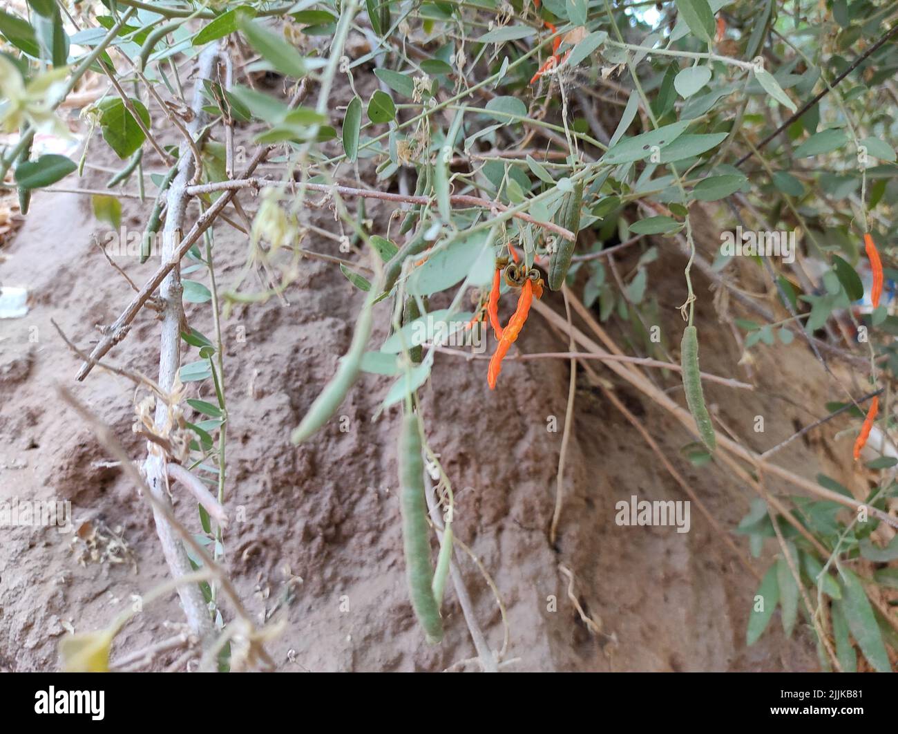 A Closeup Short Kalo Katakiyo Ayurvedic Medicine Plant Fruits And Leave