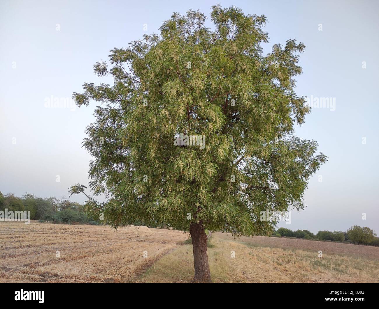 A view of a neem tree in its full bloom growing outside in a plain area