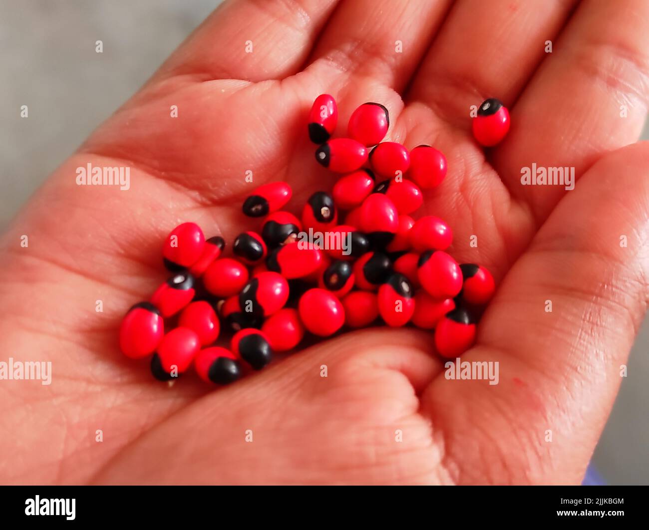 A Closeup Shot Of Hand In jequirity bean Vine Fruits Photos Stock Photo