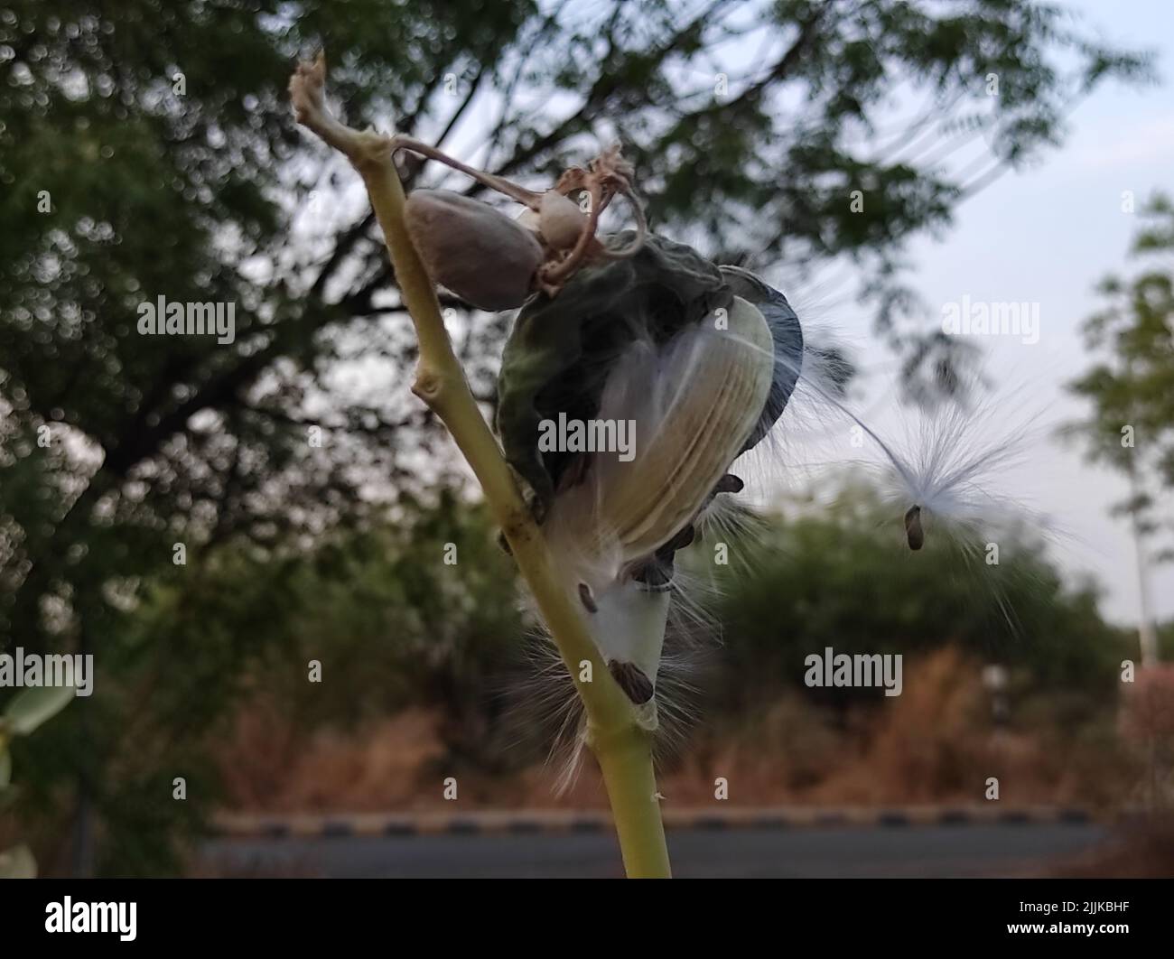 A Closeup Shot Of Aak Flower Ayurvedic Medicine Plant Photos Stock Photo