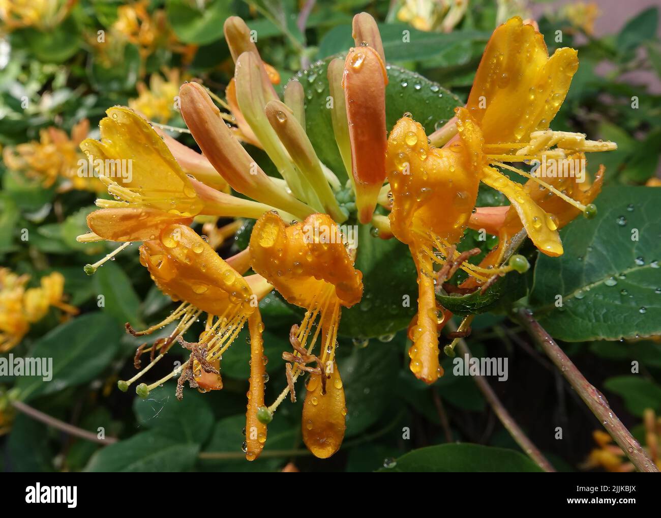 Flowers Curly honeysuckle is a climbing shrub, honeysuckle family Stock