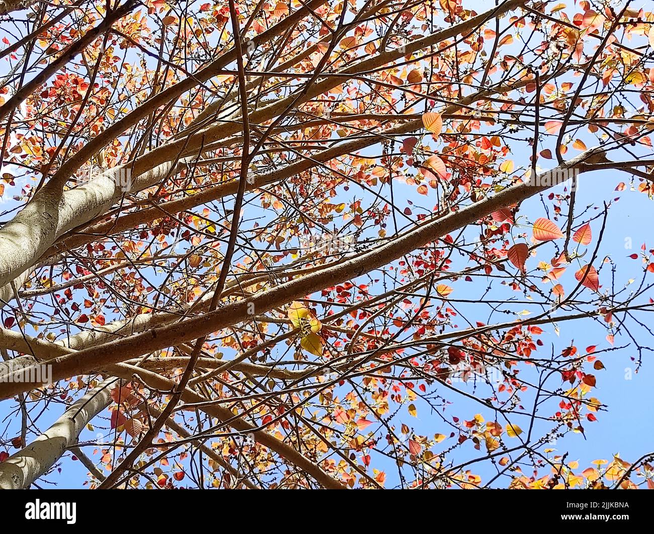 Ficus Religiosa Fruit
