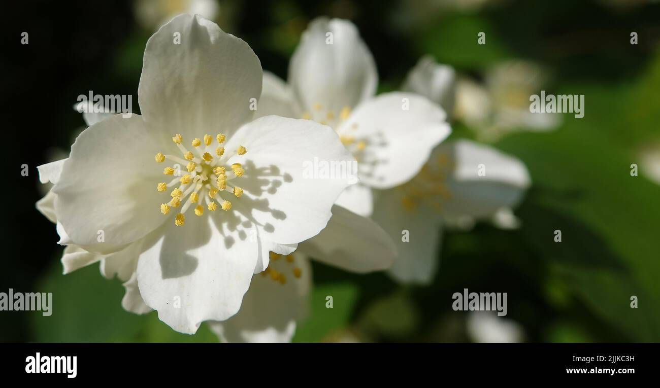 Flowers Jasmine White is a shrub, the Olive family Stock Photo Alamy