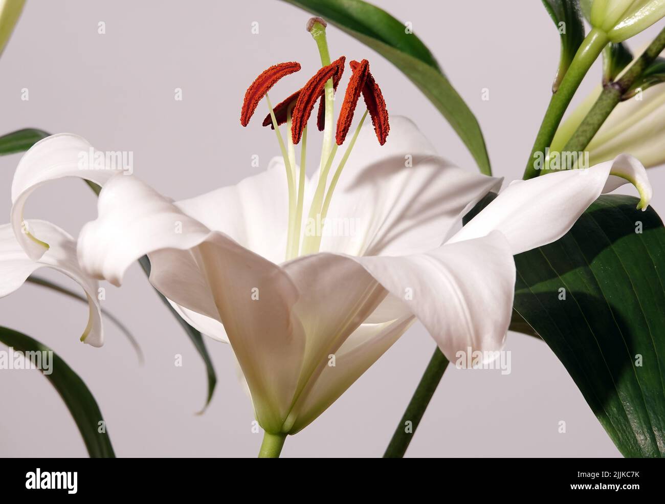 Flowers White lily is a perennial herbaceous plant of the Liliaceae ...