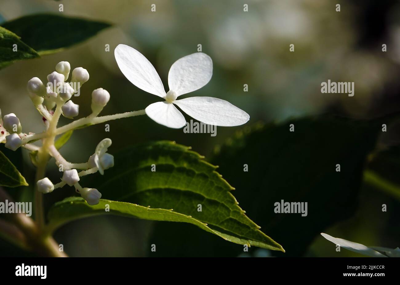 Flowers Hydrangea serrata is a shrub plant, the Hydrangea family Stock Photo