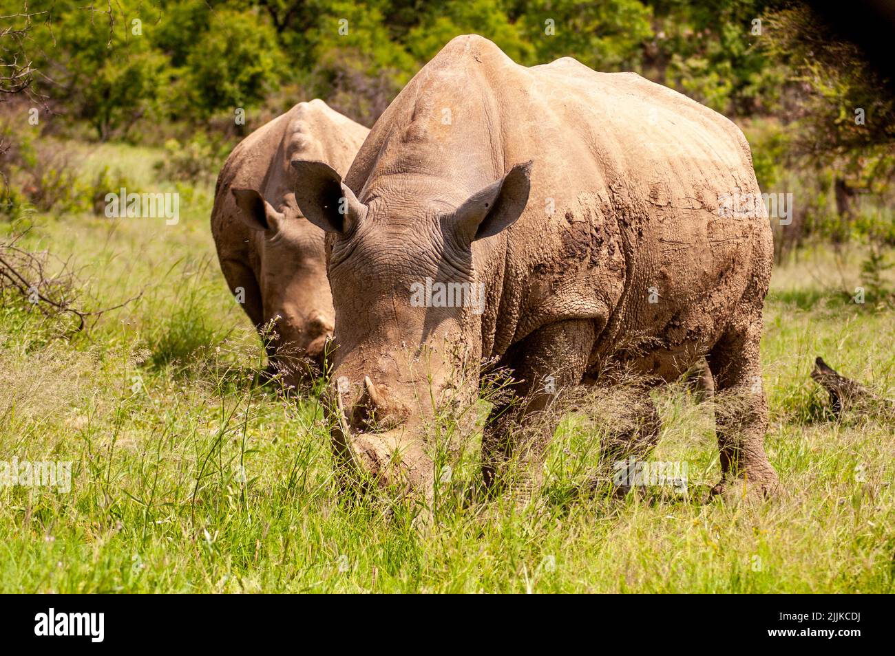 A closeup of Wild Rhinoceros in South African Game Reserve Stock Photo