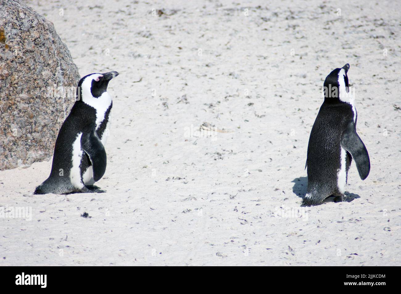 The two African penguins walking on the Boulders Beach Stock Photo - Alamy