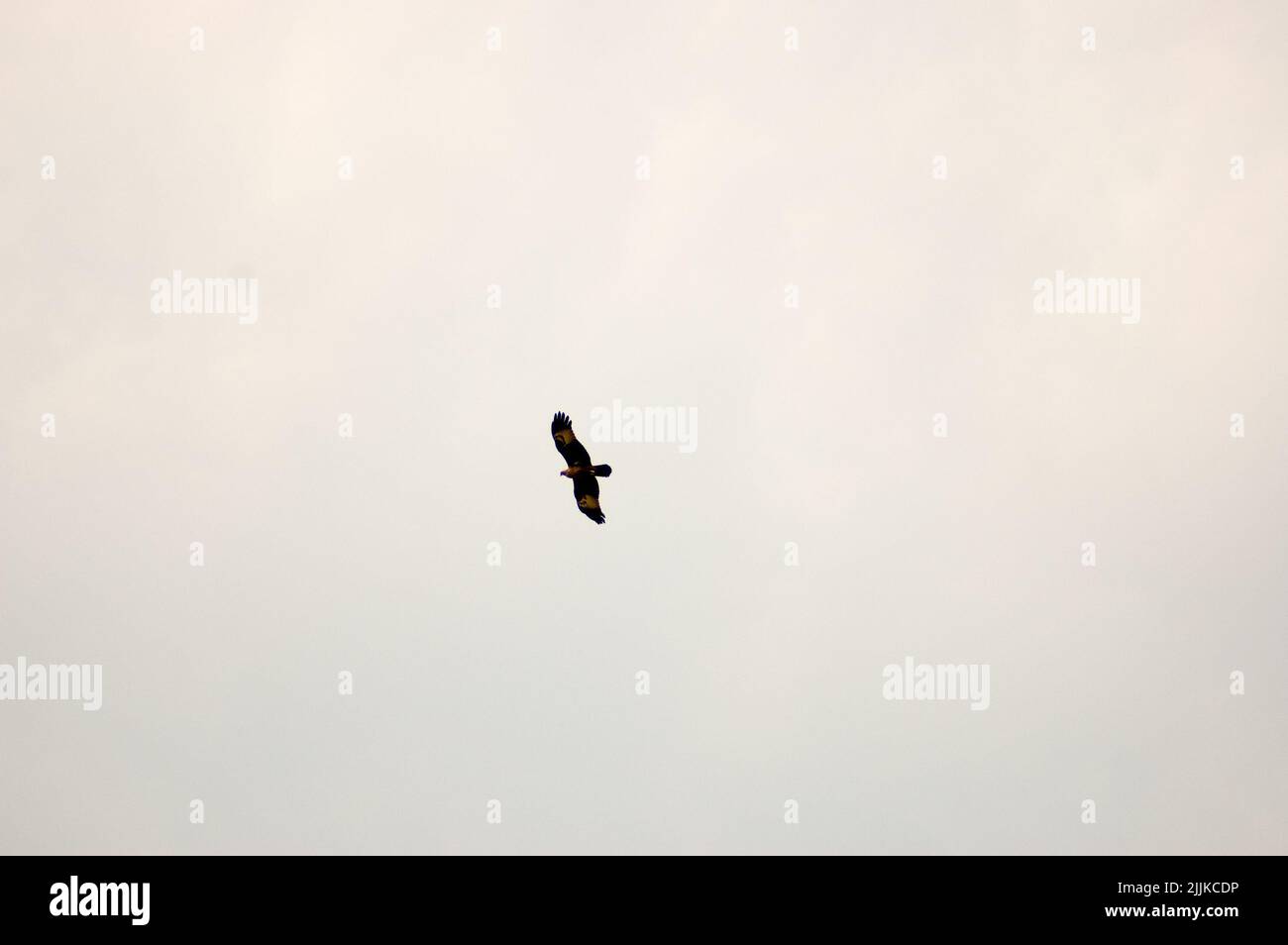 A beautiful view of a hawk flying over the Sunderbans mangrove forest ...