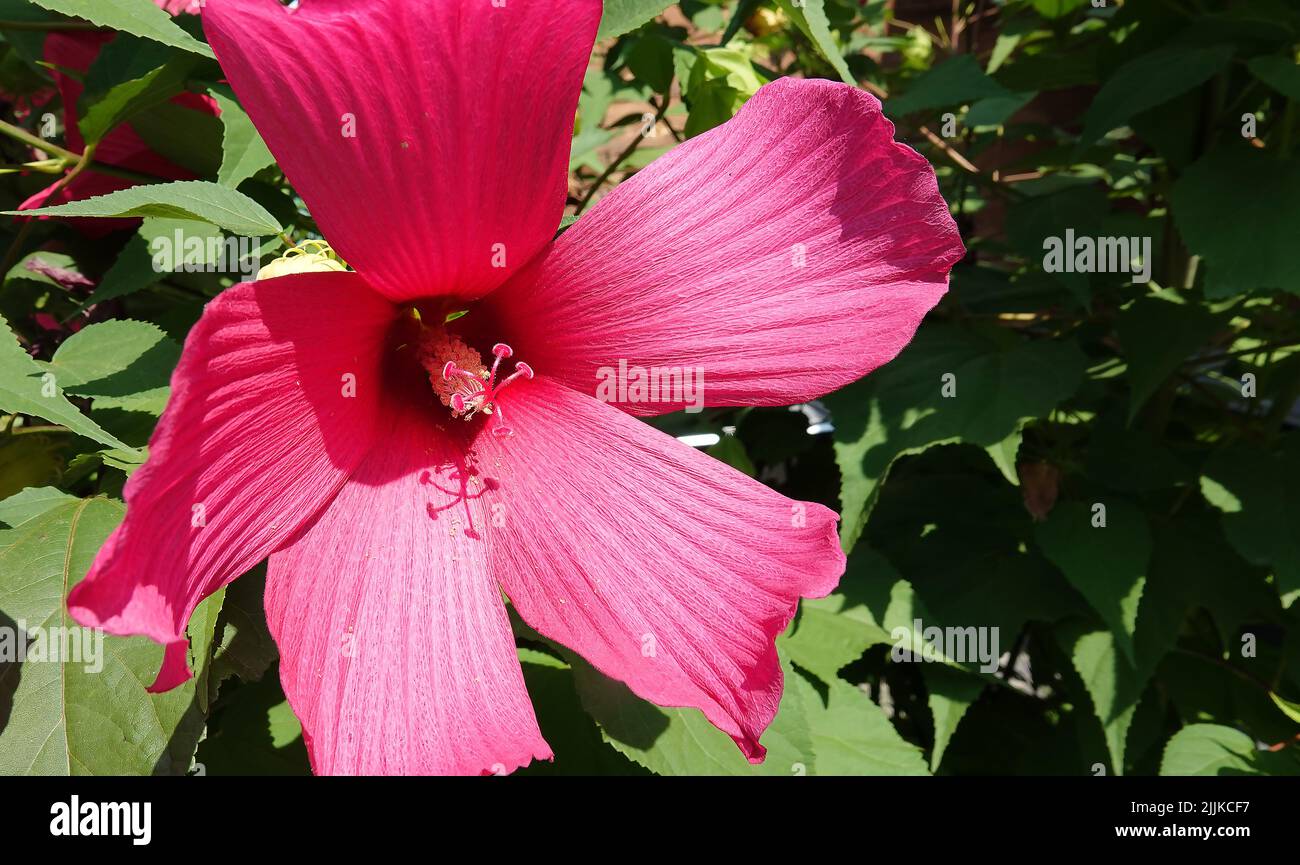 Marsh hibiscus is a perennial plant in the Malvaceae family Stock Photo