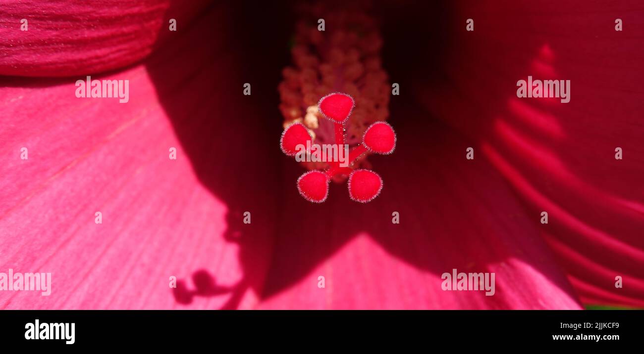 Marsh hibiscus is a perennial plant in the Malvaceae family Stock Photo