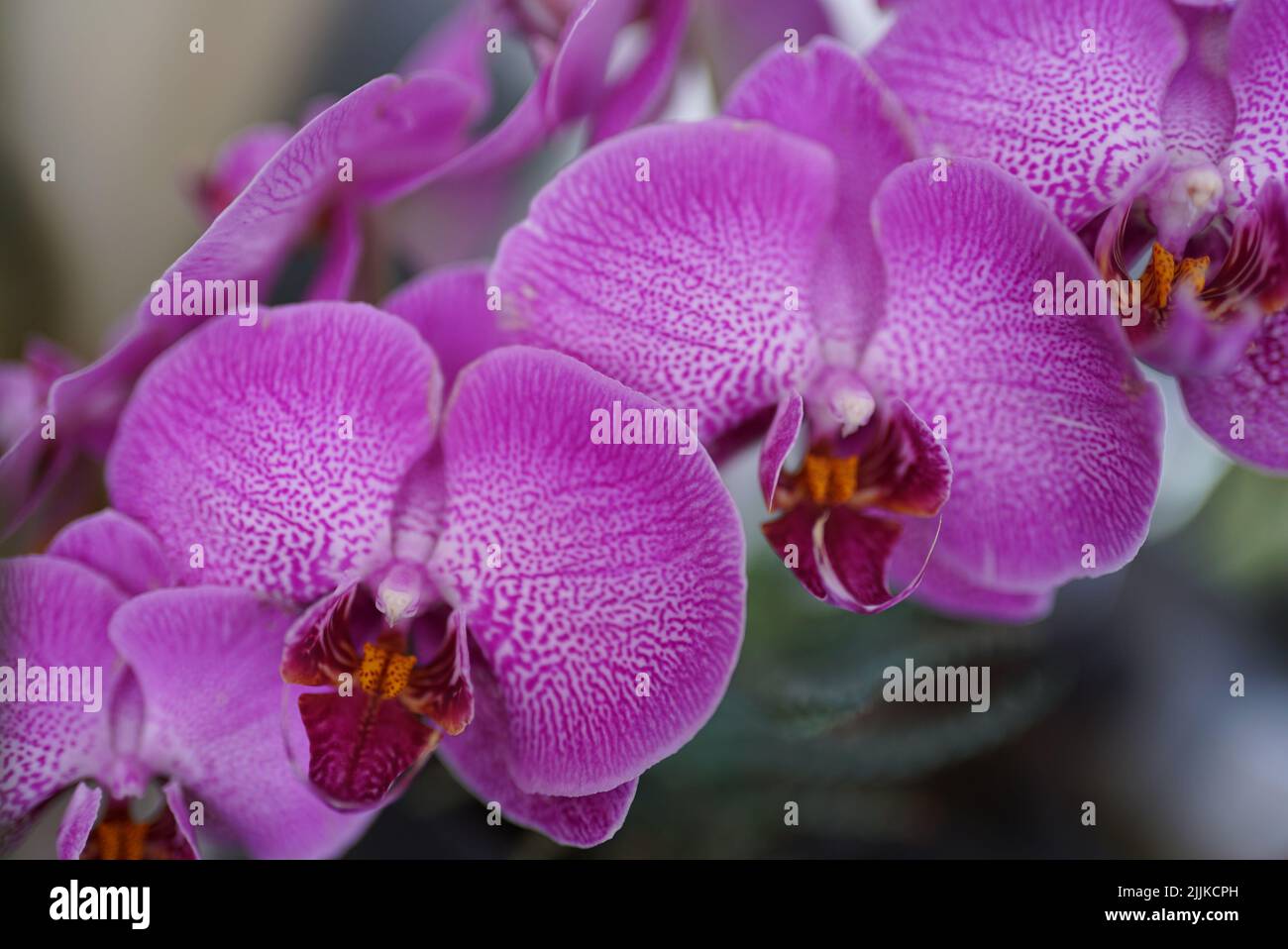 The Two purple striped Phalaenopsis (moth) orchid flowers Stock Photo