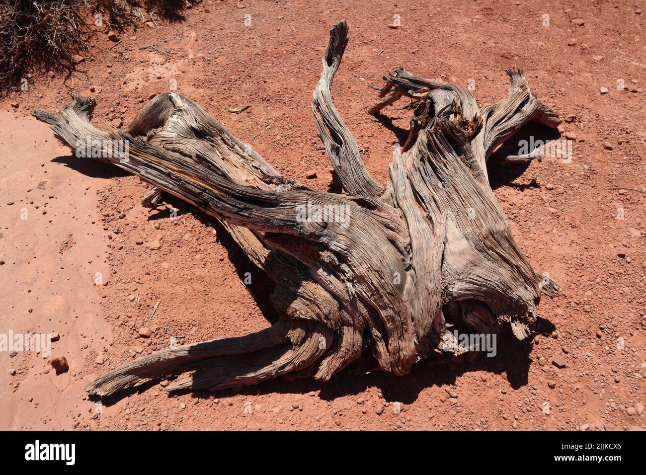 A closeup shot of driftwood on the red rock landscape in National Park, Utah, USA Stock Photo