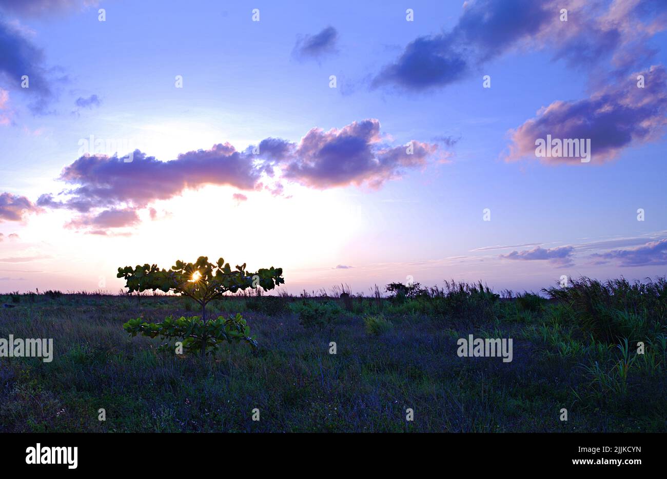 Lush green nature hi-res stock photography and images - Alamy