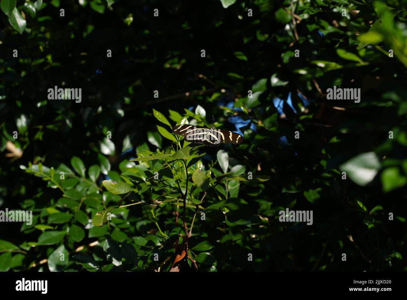 A zebra longwing on a leafy shrub Stock Photo
