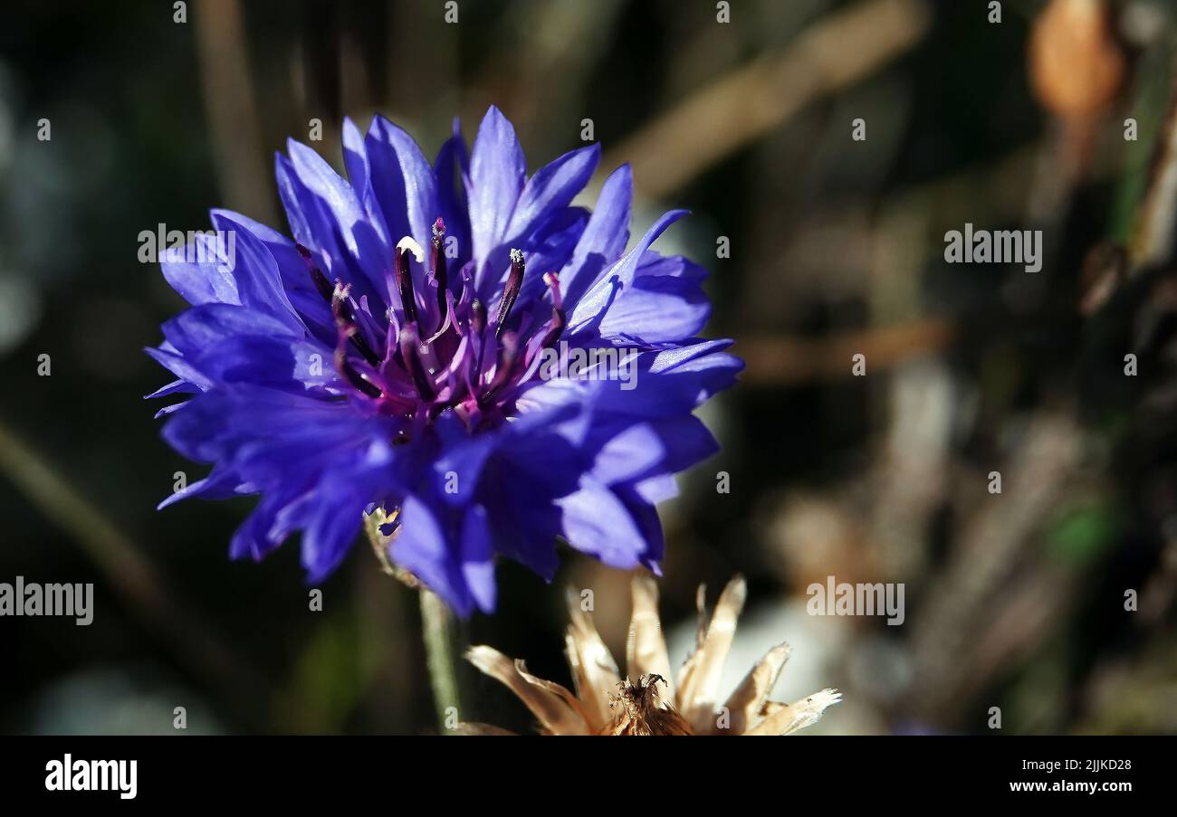 Flowers Cornflower blue is an annual herbaceous meadow plant, a species of the genus Cornflower, family Valerianaceae Stock Photo