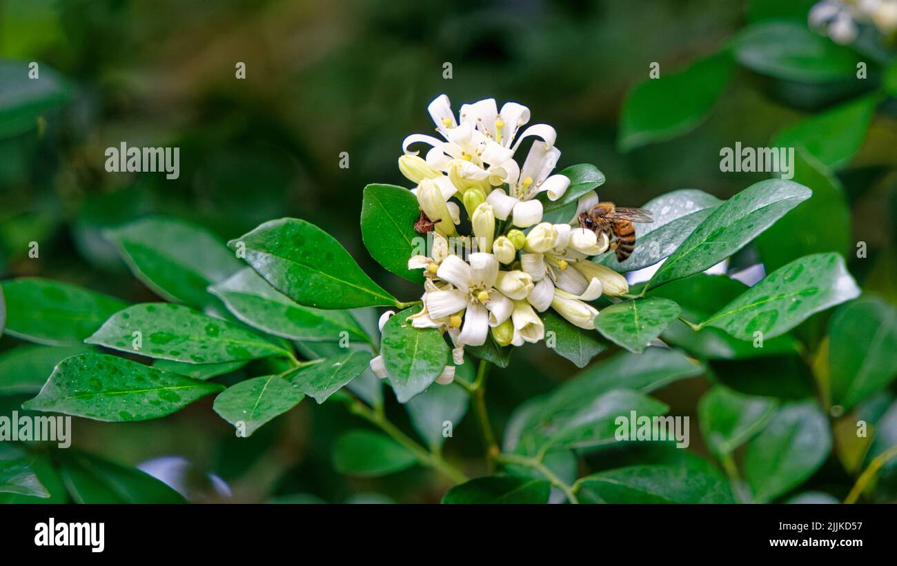 A bee collecting pollen from blooming orange jasmine Stock Photo Alamy