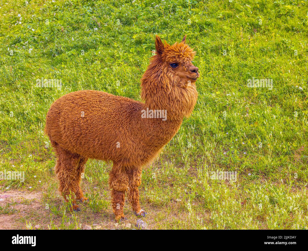 Brown lama hi-res stock photography and images - Alamy