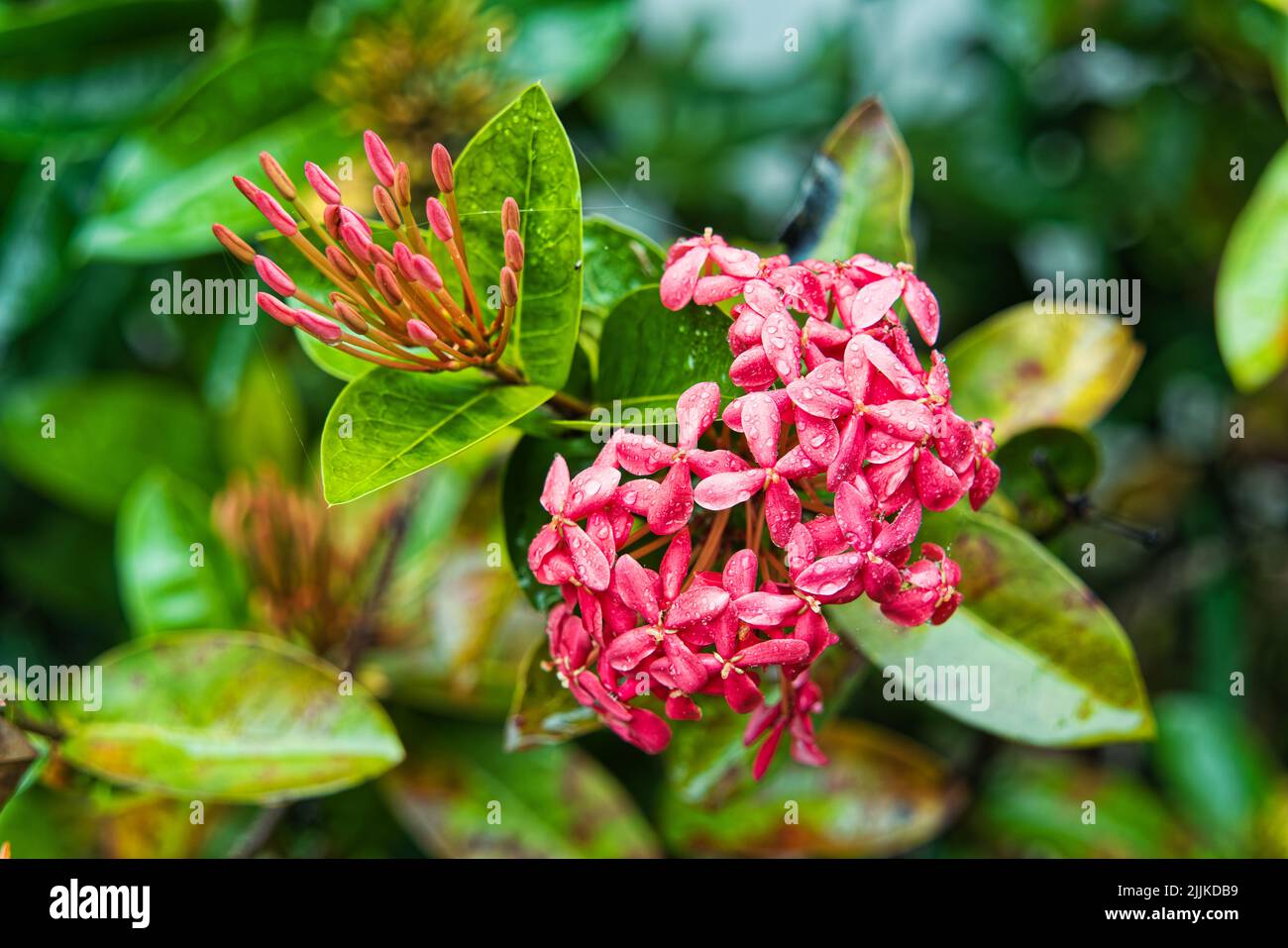 Ixora garden hires stock photography and images Alamy