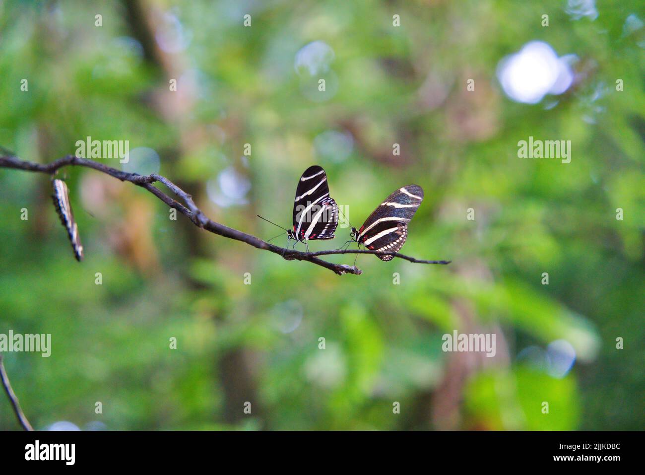 Two zebra longwing butterflies on a green branch Stock Photo