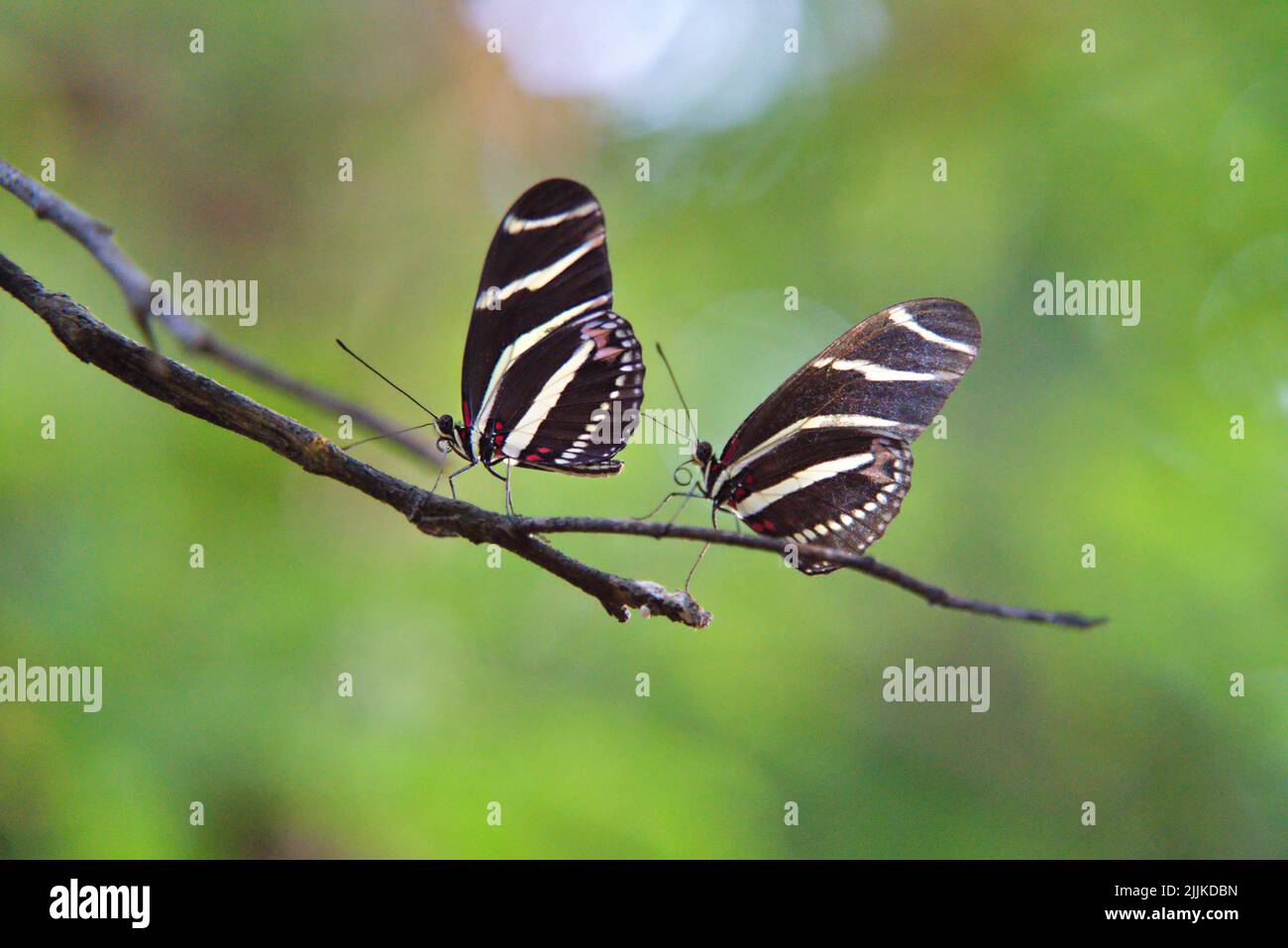 Two zebra longwing butterflies on a green branch Stock Photo Alamy
