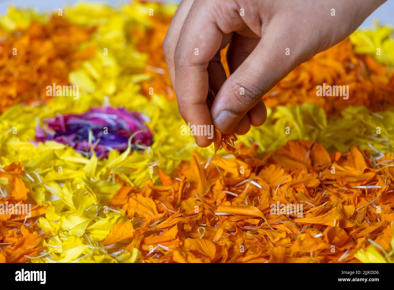 Closeup Of Hand Preparing Pookalam, Traditional Flowers Decoration To Celebrate Onam Festival In Kerala Stock Photo