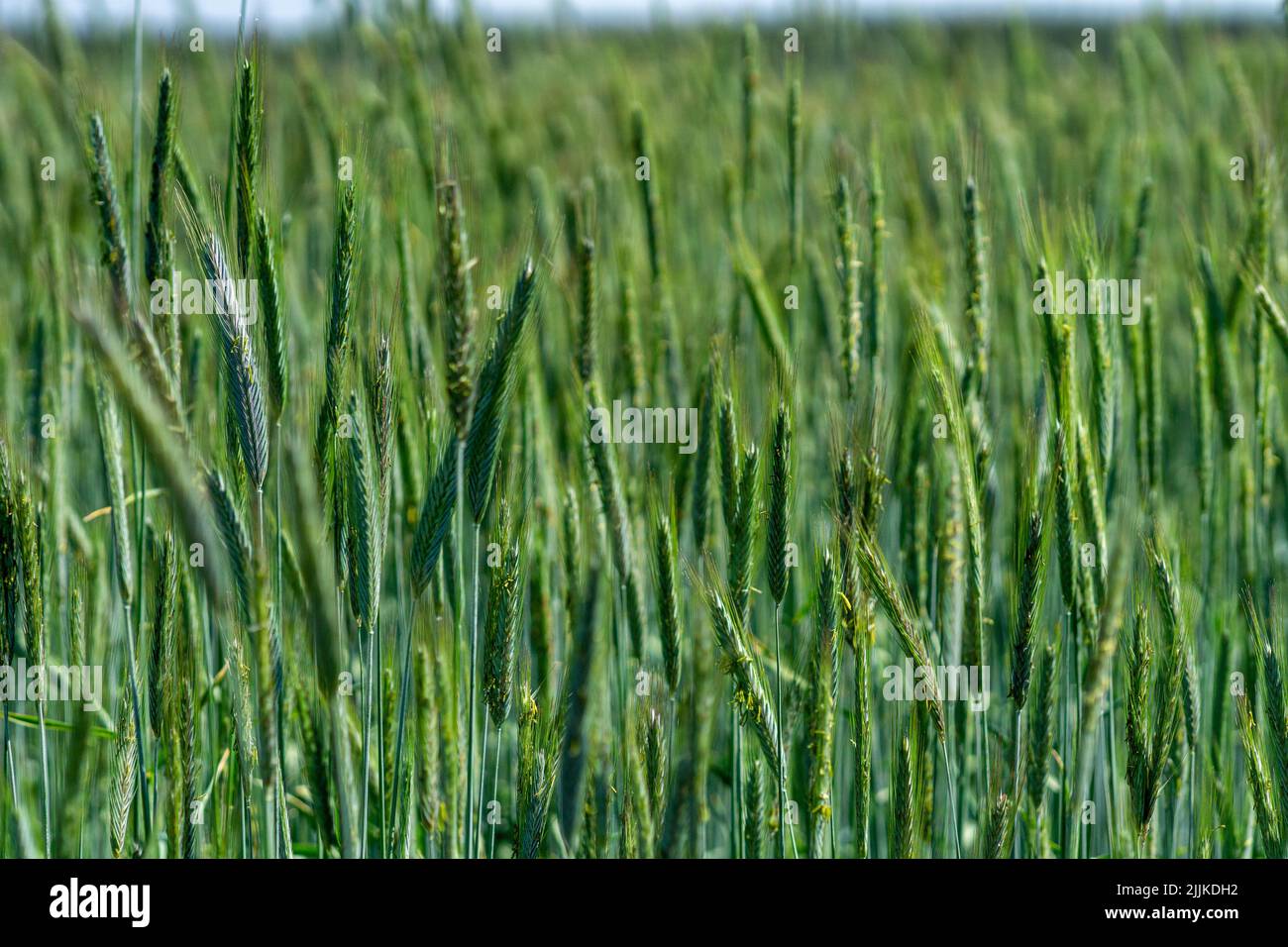 A beautiful shot of the green rye field in the daytime Stock Photo - Alamy