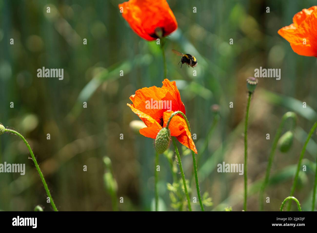 A beautiful view of a bee pollinating on red poppy flowers in a field Stock Photo