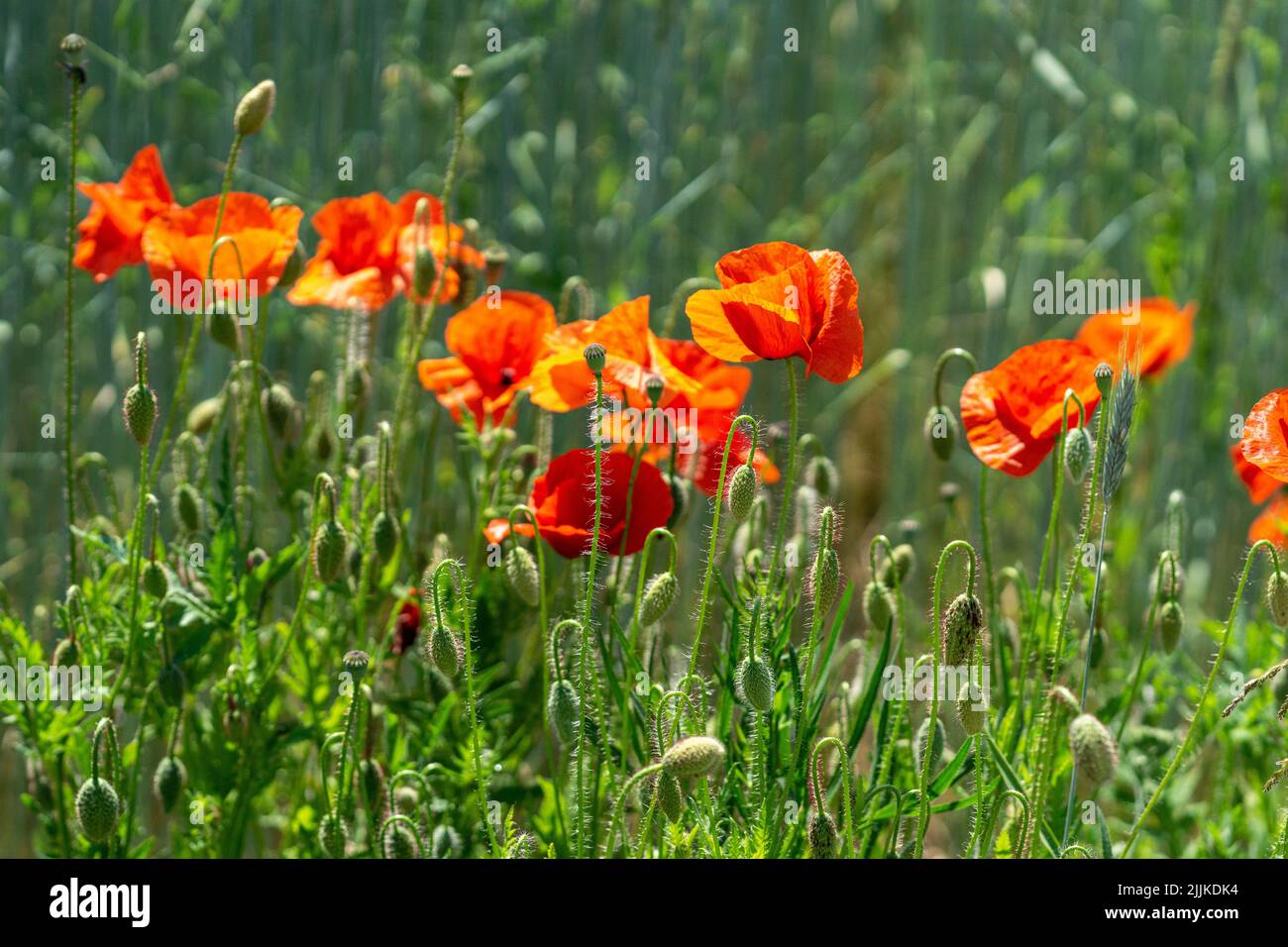 A beautiful view of a field of red poppy flowers Stock Photo