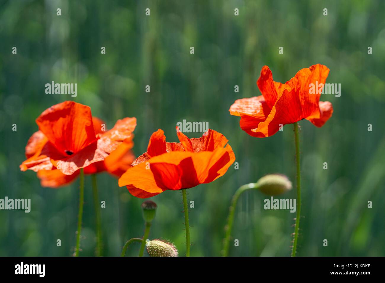 A beautiful view of a field of red poppy flowers Stock Photo