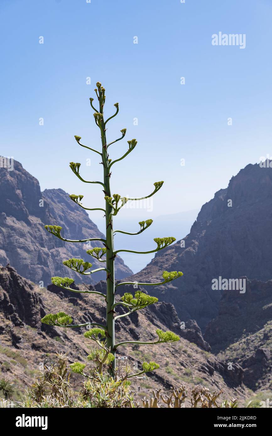 Blüte der Agave americana auf Teneriffa Stock Photo